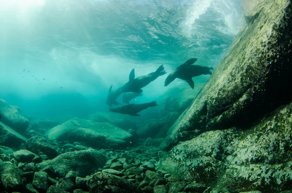 Californian Sea Lion — Stock Photo, Image