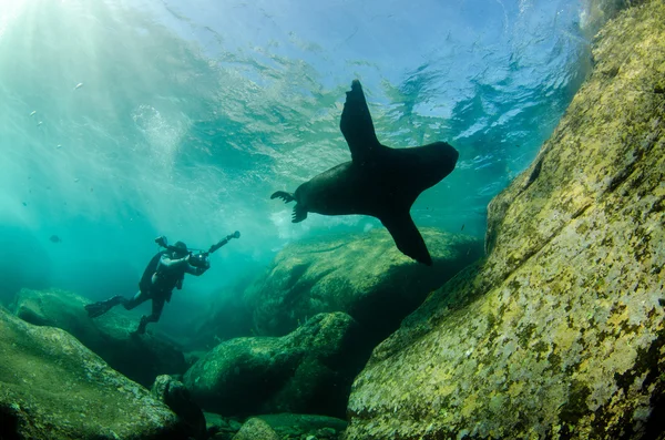 Californian Sea Lion — Stock Photo, Image