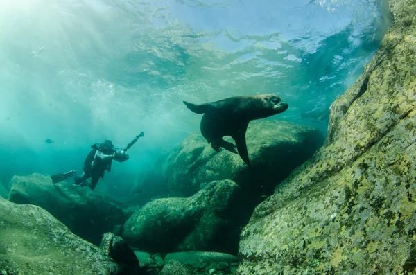 Californian Sea Lion — Stock Photo, Image