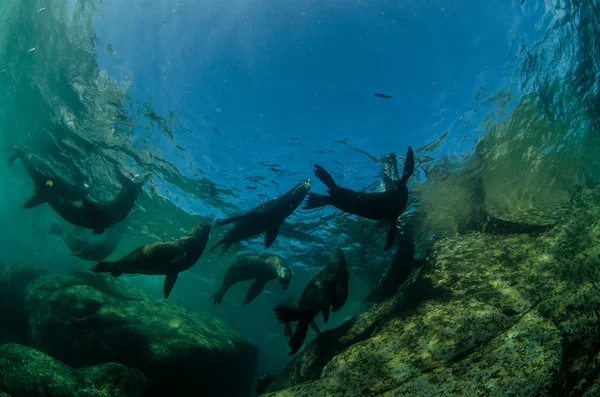 Californian Sea Lion — Stock Photo, Image