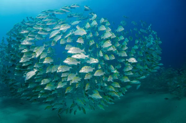 うなり声、cortez の海から鯛の学校 — ストック写真