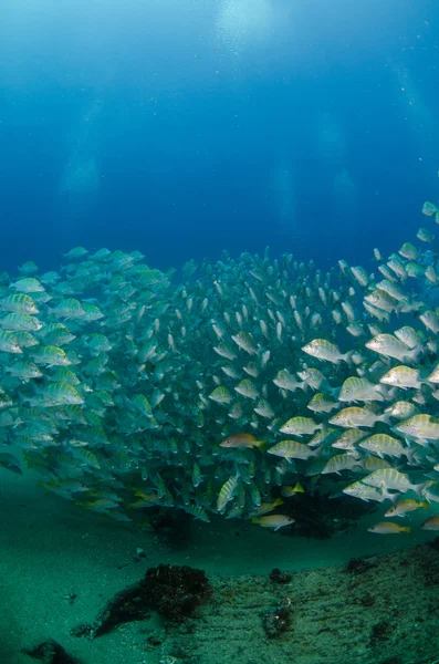 Escolas de grunhidos e snapper do Mar de Cortez — Fotografia de Stock