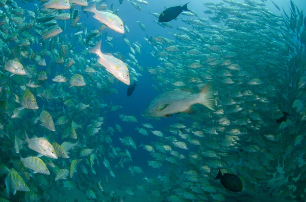 Schwärme von Grunzen und Schnappschüssen aus dem Meer des Cortez — Stockfoto