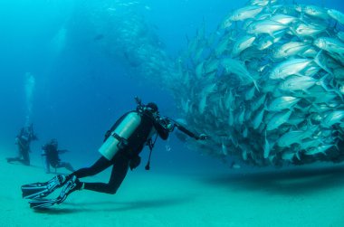 trevally Okulu