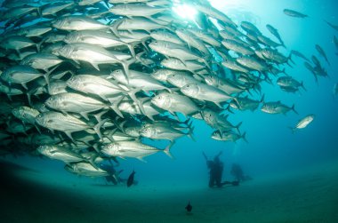 trevally Okulu