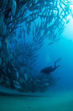 trevally Okulu