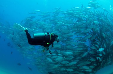 trevally Okulu