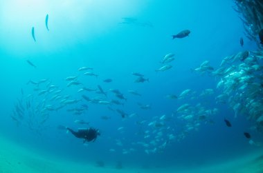 trevally Okulu