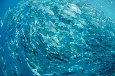 trevally Okulu