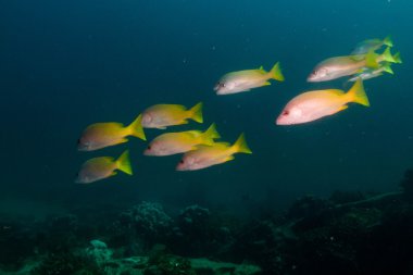 resifleri gelen sarı goatfish