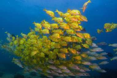 Panamic Porkfish.