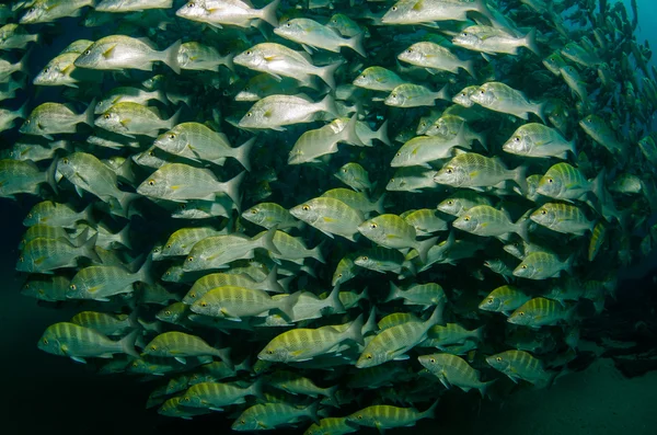 Scuole di grugniti e dentici dal mare di Cortez — Foto Stock