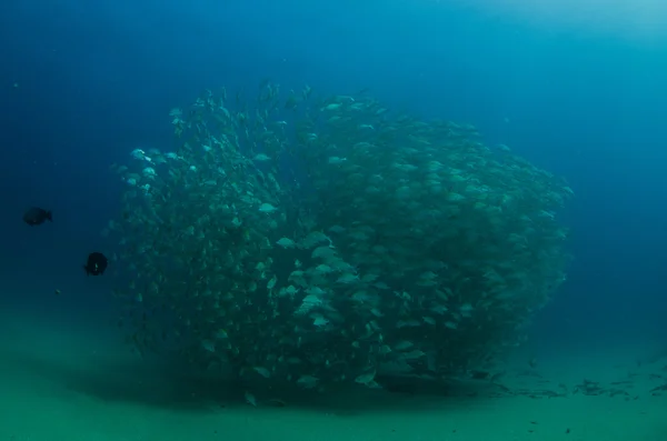 Escolas de grunhidos e snapper do Mar de Cortez — Fotografia de Stock