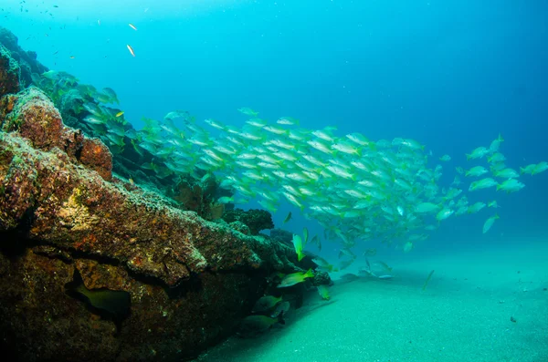 Skolor av grymtningar och snapper från havet av cortez — Stockfoto