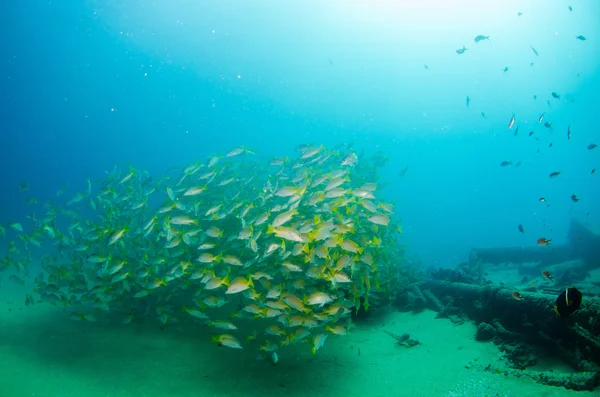 Escolas de grunhidos e snapper do Mar de Cortez — Fotografia de Stock