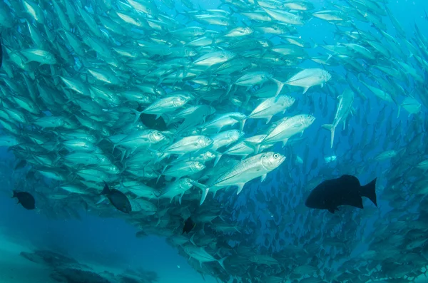 Trevally school — Stock Photo, Image