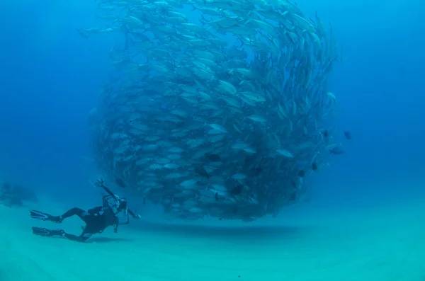 Escola de Trevally — Fotografia de Stock