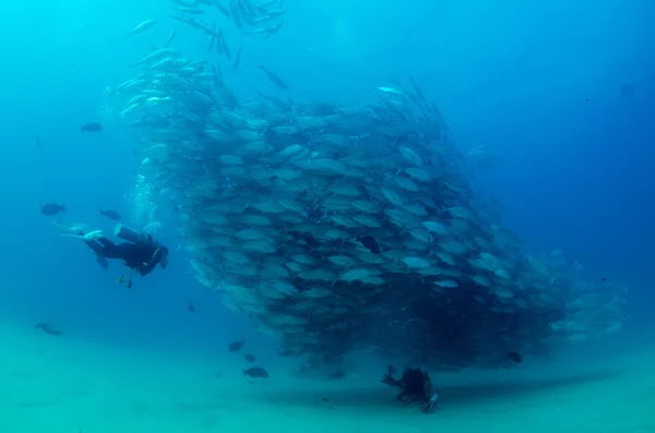 Scuola di Trevally — Foto Stock