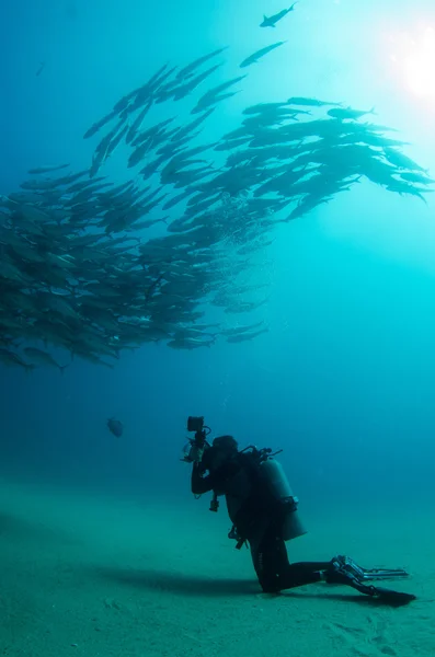 Escola de Trevally — Fotografia de Stock