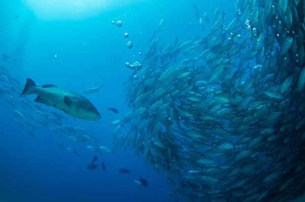 Groupers do mar de cortez — Fotografia de Stock