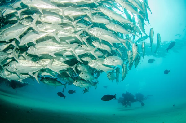 Escola de Trevally — Fotografia de Stock