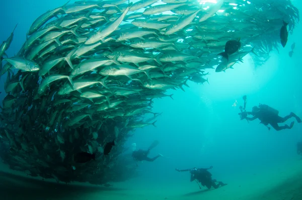 Trevally школи — стокове фото