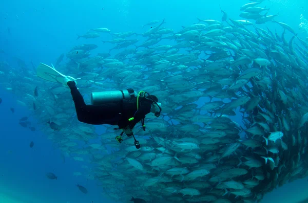 Escola de Trevally — Fotografia de Stock