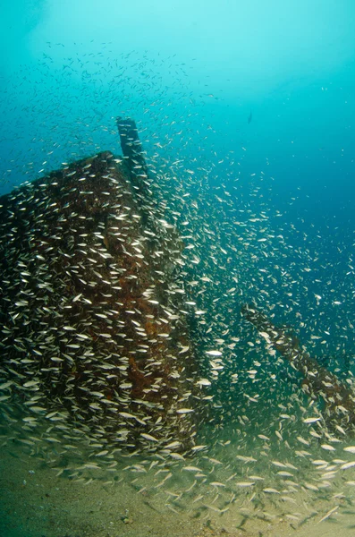 Scuola di pesce d'argento — Foto Stock