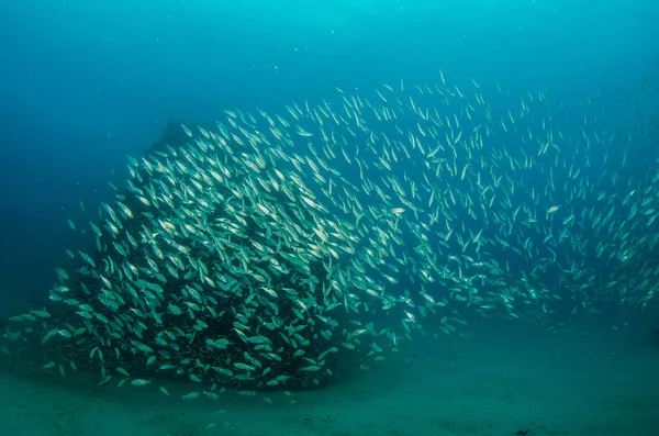 Escola de peixes de prata — Fotografia de Stock