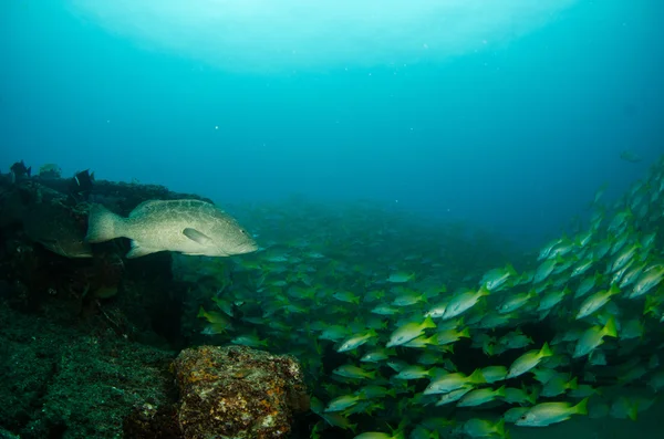 Groupers från havet av cortez — Stockfoto