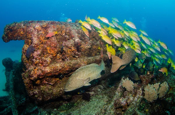 Zackenbarsche aus dem Meer von Cortez — Stockfoto