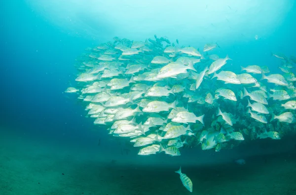 Schools of grunts and snapper from the Sea of Cortez — Stock Photo, Image