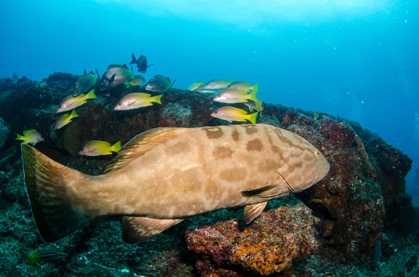 Groupers 코르 테 즈의 바다에서 — 스톡 사진
