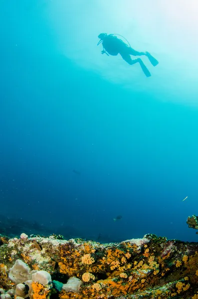 Cortez の海から岩礁 — ストック写真