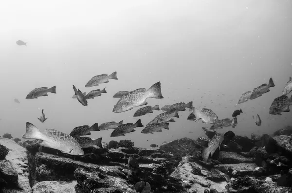 Zackenbarsche aus dem Meer von Cortez — Stockfoto