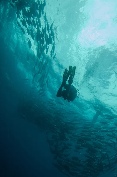 Trevally školy — Stock fotografie