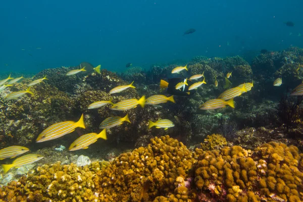 Arrecifes del Mar de Cortés — Foto de Stock