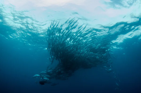 Trevally školy — Stock fotografie