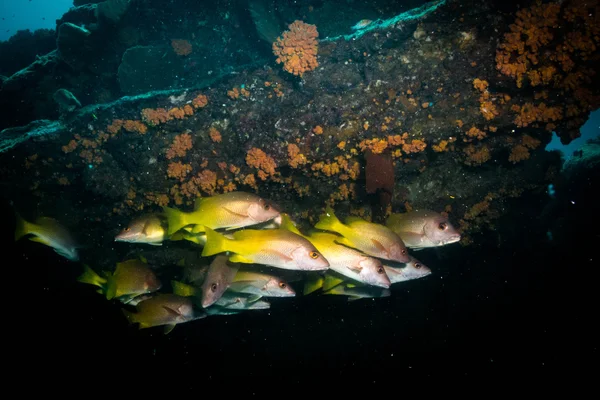 Школи grunts і snapper від море Кортеса — стокове фото