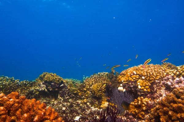 Scogliere dal mare di Cortez — Foto Stock