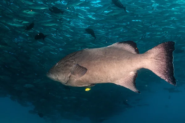 A tenger cortez Groupers — Stock Fotó