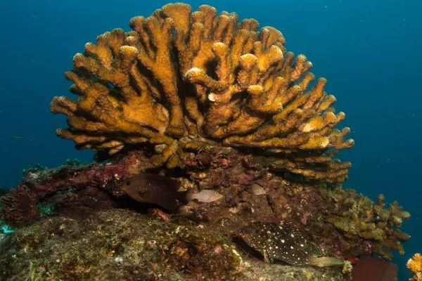 Récifs de la mer de Cortez — Photo