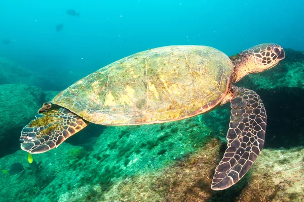 Grön havssköldpadda — Stockfoto