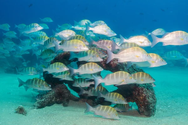 Jacks from the reefs — Stock Photo, Image