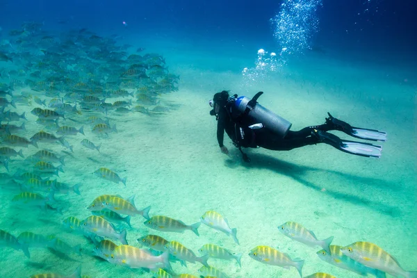 People diving in the caribbean sea — Stock Photo, Image