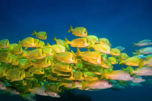 Peixe-porco panorâmico . — Fotografia de Stock