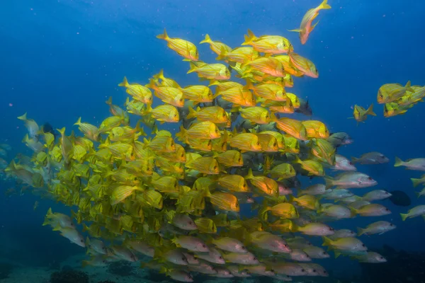 Panamischer Schweinefisch. — Stockfoto