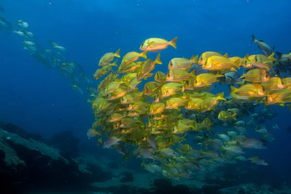 Panamic Porkfish. — Stockfoto