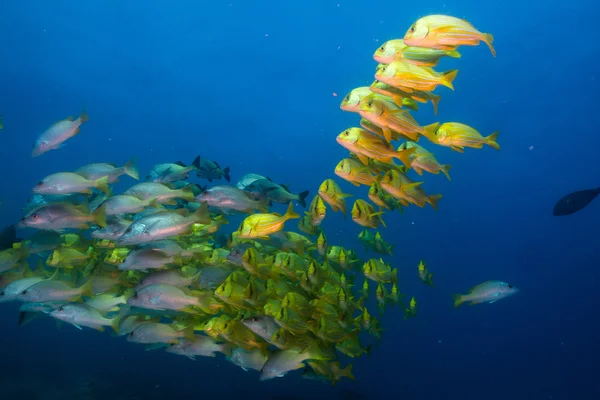 Scholen van grunts en snapper van de zee van cortez — Stockfoto