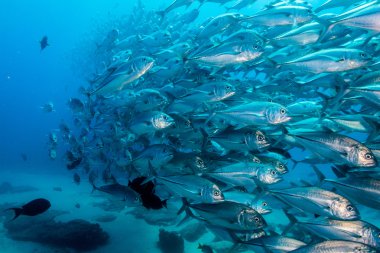 trevally Okulu